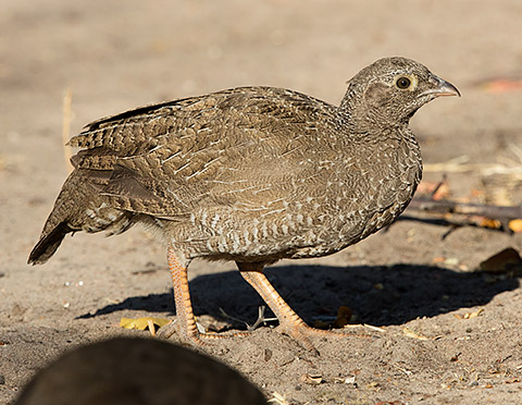 Red-billed Spurfowl immature